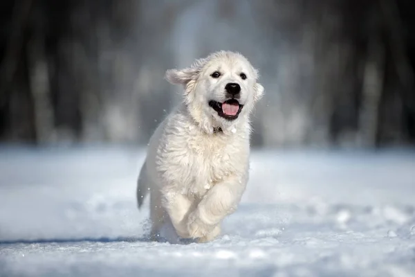 황금빛 리트리버 강아지가 겨울에 — 스톡 사진