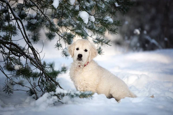 Golden Retriever Puppy Buiten Winter — Stockfoto