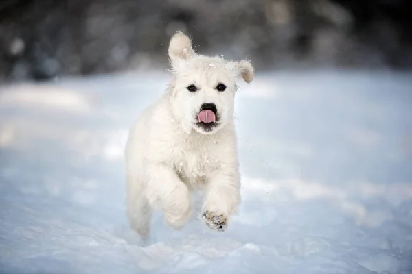 Golden Retriever Köpek Yavrusu Kışın Dışarıda — Stok fotoğraf