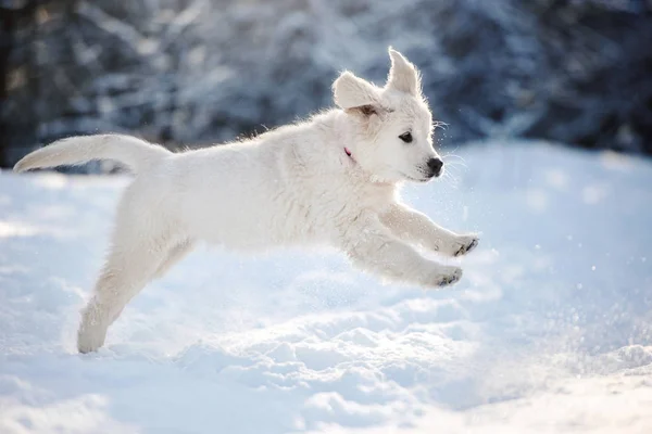 Golden Retriever Welpen Winter Freien — Stockfoto