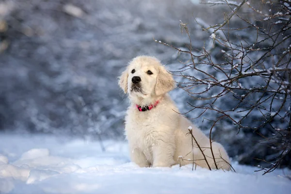 Golden Retriever Welpen Winter Freien — Stockfoto