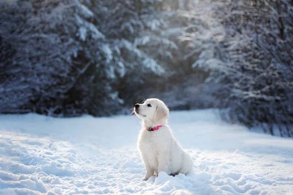 Golden Retriever Welpen Winter Freien — Stockfoto