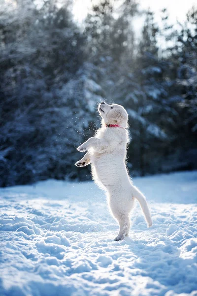 Golden Retriever Puppy Outdoors Winter — Stock Photo, Image