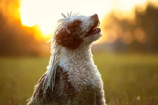 Yazın Gün Batımında Spanyol Köpeği — Stok fotoğraf