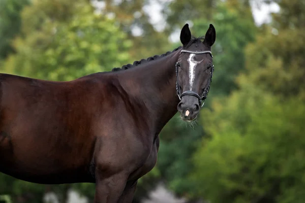 Mooi Donker Paard Portret Zomer — Stockfoto