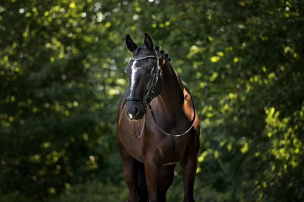 Beau Portrait Cheval Noir Été — Photo