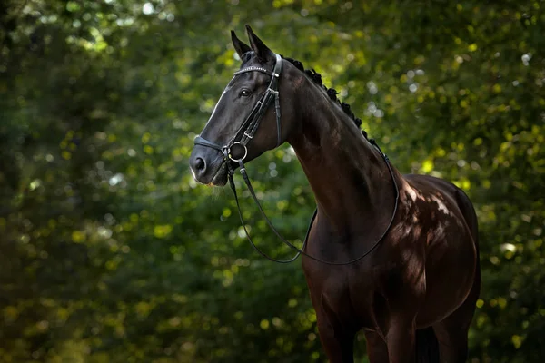 Beau Portrait Cheval Noir Été — Photo