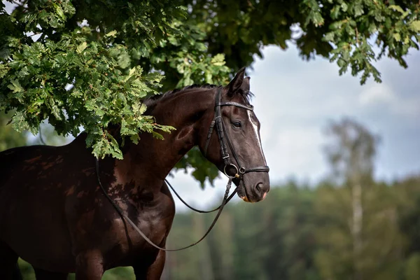 Beau Portrait Cheval Noir Été — Photo