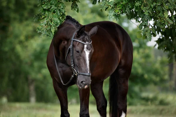 Piękny Ciemny Portret Konia Latem — Zdjęcie stockowe