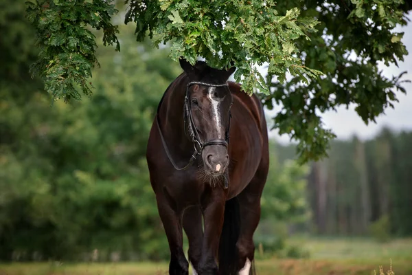 Belo Retrato Cavalo Escuro Verão — Fotografia de Stock