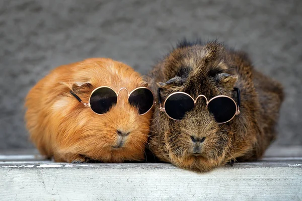 Two Guinea Pigs Portrait Outdoors — Stock Photo, Image