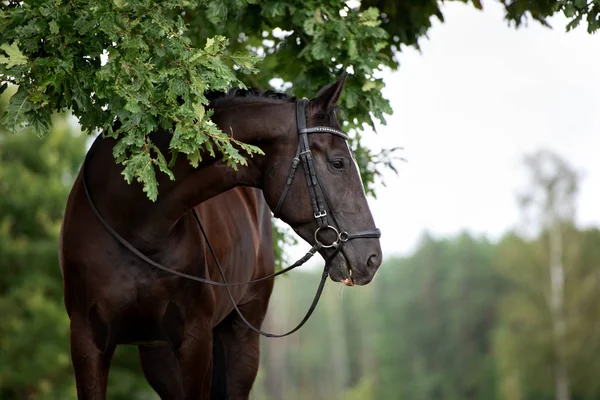 Piękny Koń Pozowanie Zewnątrz Lecie — Zdjęcie stockowe