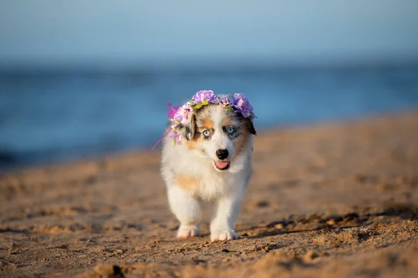 オーストラリアの羊飼いの子犬が夏のビーチで — ストック写真