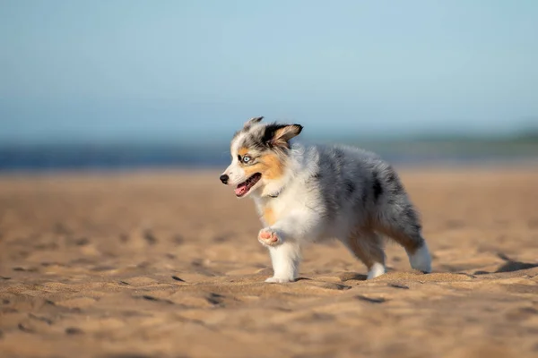 オーストラリアの羊飼いの子犬が夏のビーチで — ストック写真