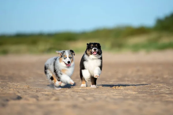 Cães Pastores Australianos Brincando Uma Praia — Fotografia de Stock