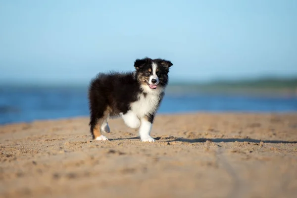 Cachorro Pastor Australiano Praia Verão — Fotografia de Stock