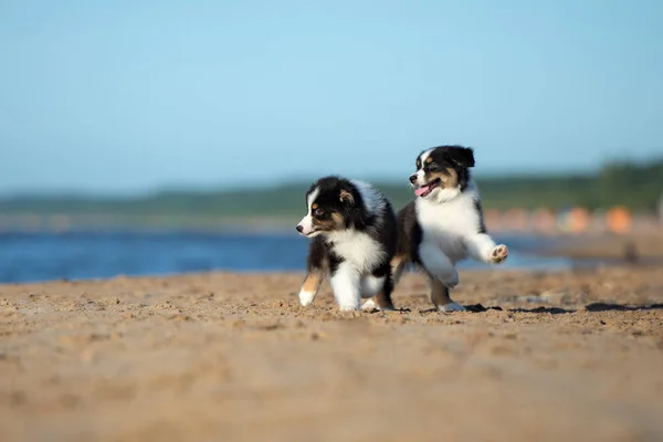 Australische Herder Puppies Spelen Een Strand — Stockfoto