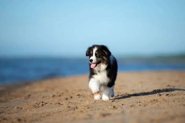 Cucciolo Pastore Australiano Spiaggia Estate — Foto Stock