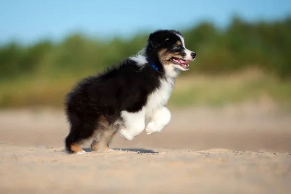 Cucciolo Pastore Australiano Spiaggia Estate — Foto Stock