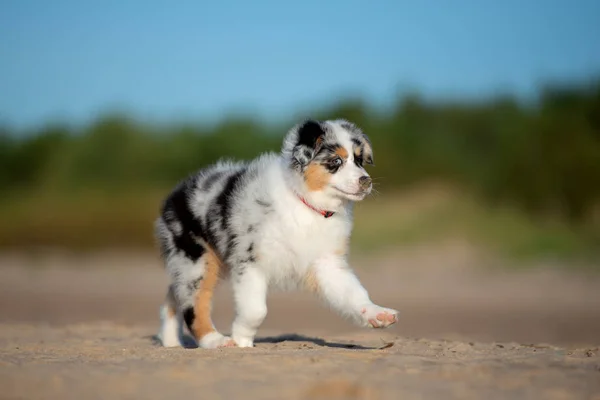 澳大利亚牧羊犬夏天在海滩上 — 图库照片