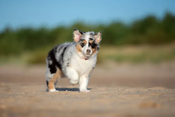 オーストラリアの羊飼いの子犬が夏のビーチで — ストック写真