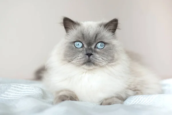 Mavi Gözlü Tüylü Kedi Yatakta Poz Veriyor — Stok fotoğraf