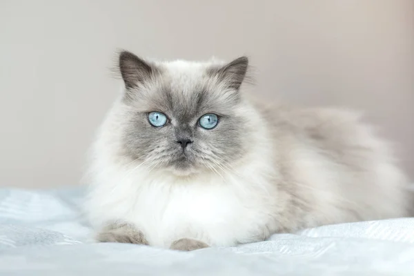 Mavi Gözlü Tüylü Kedi Yatakta Poz Veriyor — Stok fotoğraf