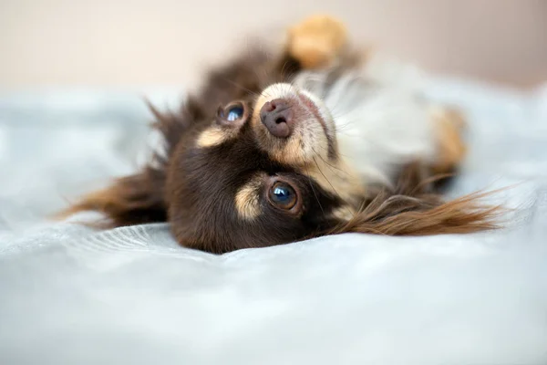 Chihuahua Köpeği Yatakta Poz Veriyor — Stok fotoğraf