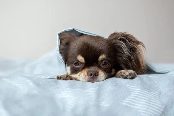 Chihuahua Pes Pózuje Posteli — Stock fotografie