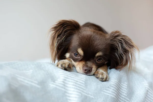 Chihuahua Perro Posando Una Cama — Foto de Stock