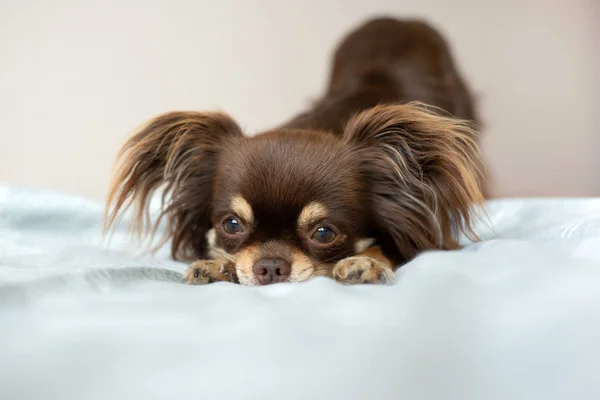 Chihuahua Köpeği Yatakta Poz Veriyor — Stok fotoğraf