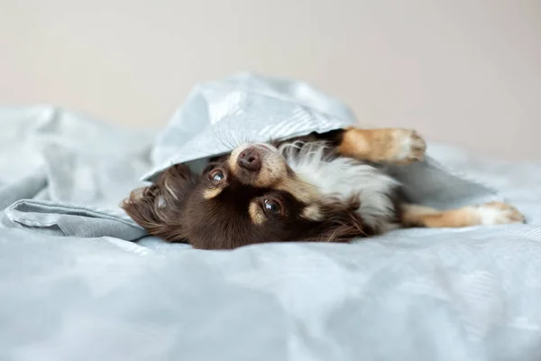 Chihuahua Perro Relajarse Una Cama — Foto de Stock