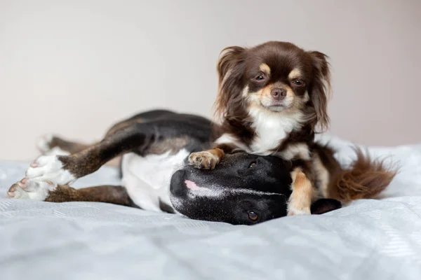 Two Dogs Sleeping Bed Together — Stock Photo, Image