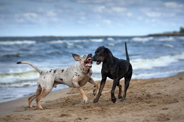 Two Louisiana Catahoula Dogs Beach — Stock Photo, Image