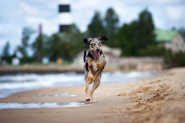 Chien Heureux Courant Sur Une Plage — Photo