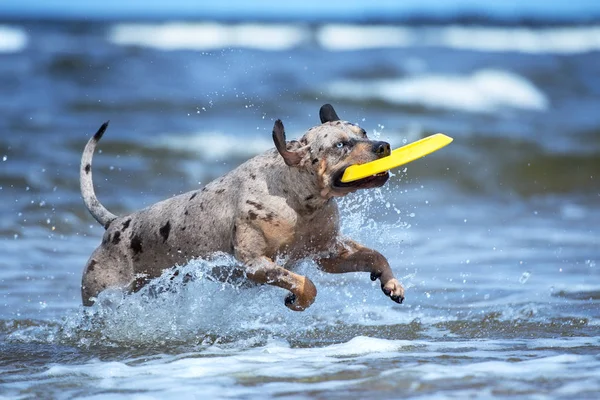 Щасливий Собака Біжить Пляжі — стокове фото