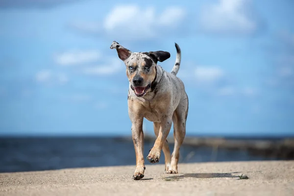 Луїзіанська Собака Катагула Пляжі — стокове фото