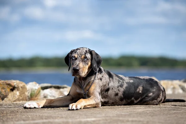 Louisiana Catahoula Dog Lying Beach — Stock Photo, Image