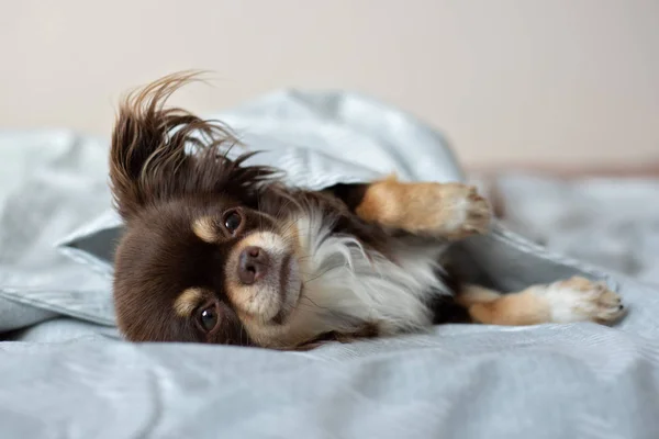 Chihuahua Perro Descansando Una Cama — Foto de Stock