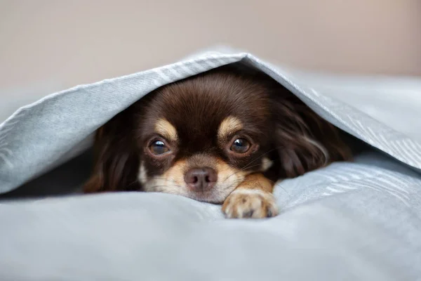 Chihuahua Perro Descansando Una Cama — Foto de Stock