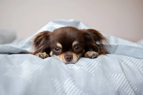 Chihuahua Perro Descansando Una Cama — Foto de Stock