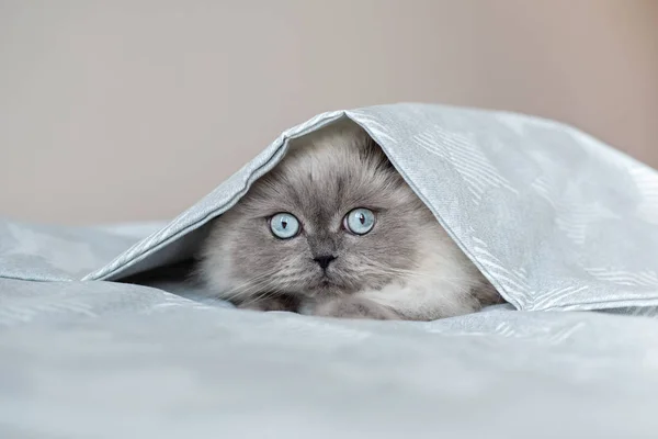 Gato Con Ojos Azules Escondido Bajo Cama Cubre —  Fotos de Stock