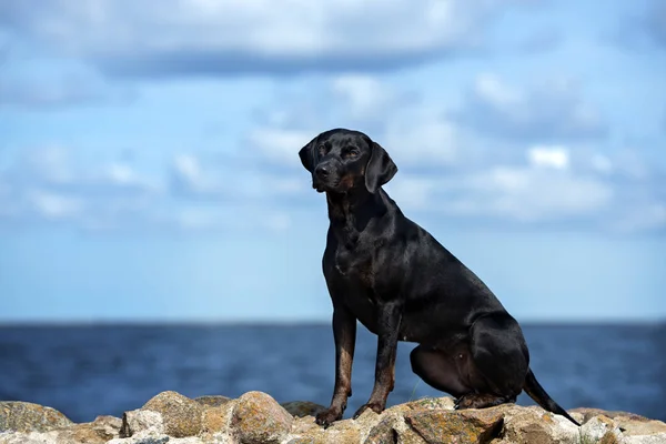 Louisiana Catahoula Plemeno Pes Pláži — Stock fotografie