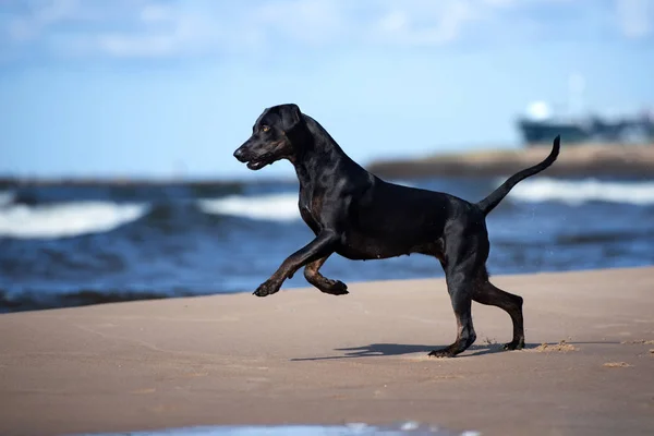 Louisiana Catahoula Raça Cão Uma Praia — Fotografia de Stock