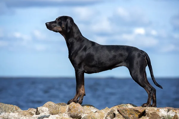 Louisiana Catahoula Sahilde Bir Köpek Yetiştiriyor — Stok fotoğraf