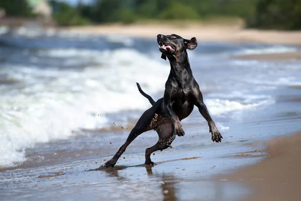 Луїзіанська Собака Катагула Пляжі — стокове фото