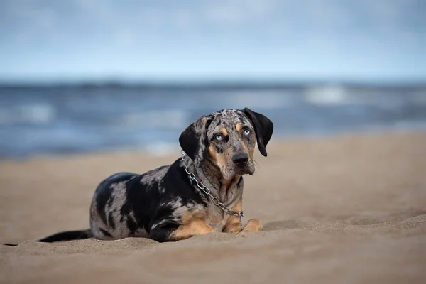 Louisiana Catahoula Sahilde Bir Köpek Yetiştiriyor — Stok fotoğraf