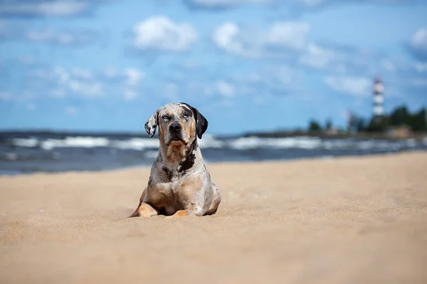 露易丝 卡达胡拉在海滩上繁殖狗 — 图库照片