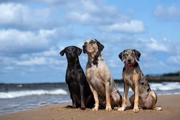 Trzy Psy Rasy Louisiana Catahoula Plaży — Zdjęcie stockowe