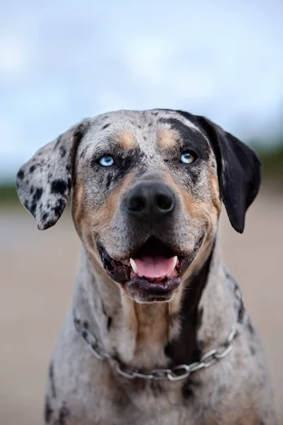 Louisiana Catahoula Hundeporträt — Stockfoto